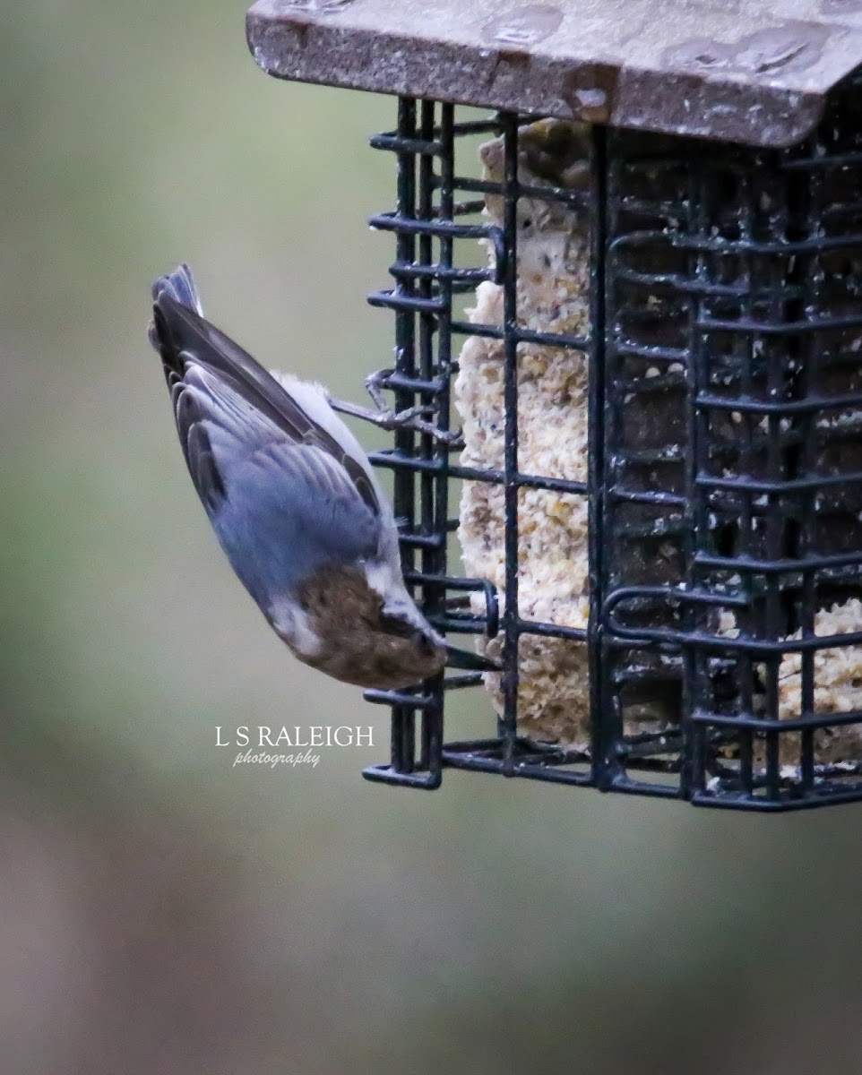 Brown-Headed Nuthatch