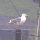 Herring Gull