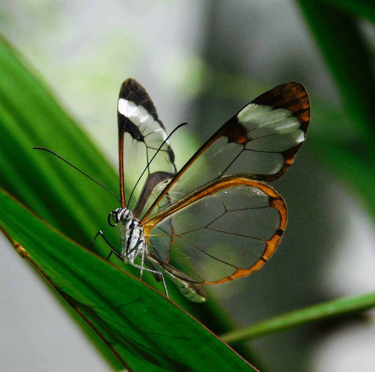 Glasswinged