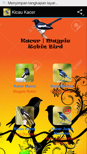 Kacer Magpie Robin Birdsong