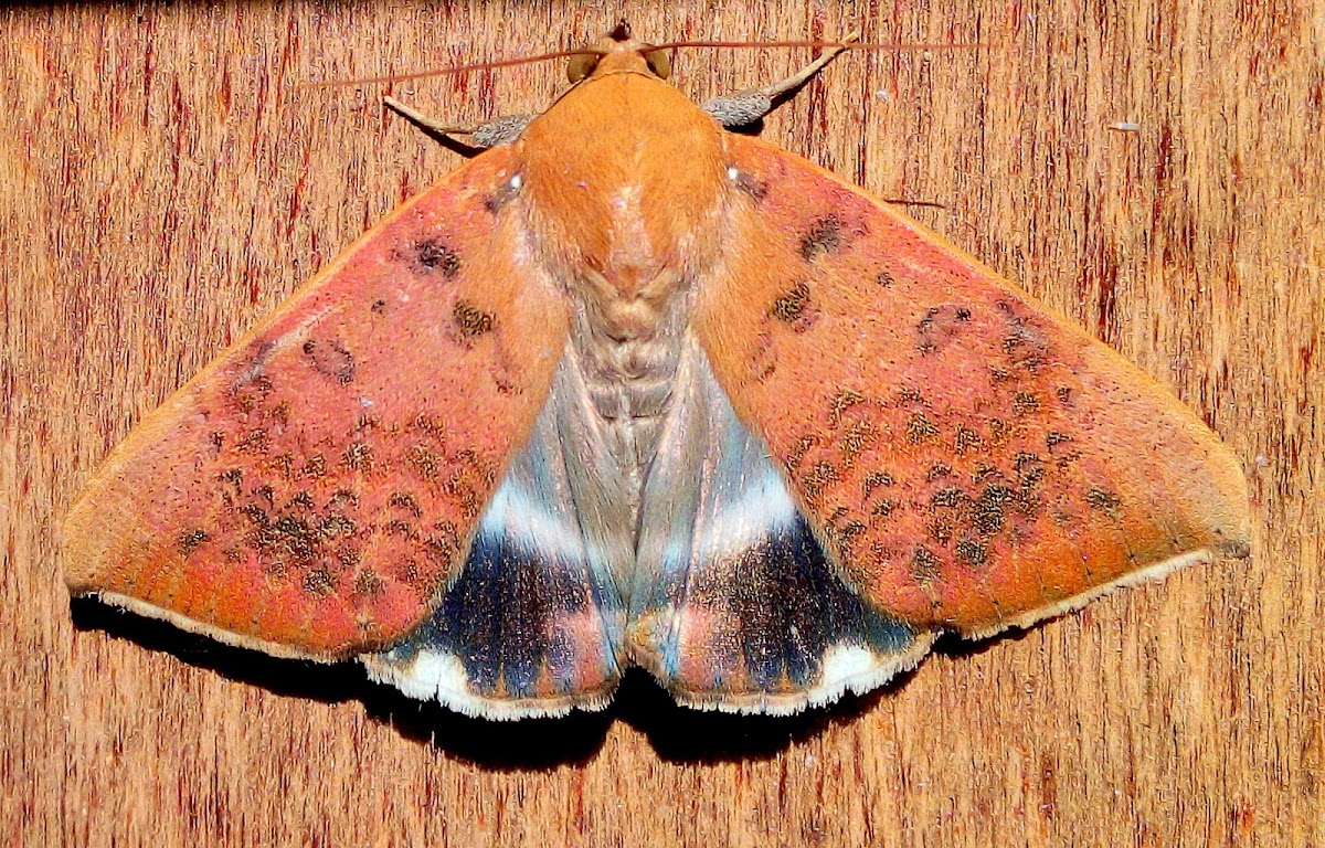 Semi Looper Moth