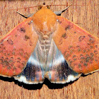 Semi Looper Moth