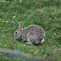 European Rabbit