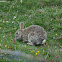 European Rabbit