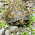 Eastern Box Turtle