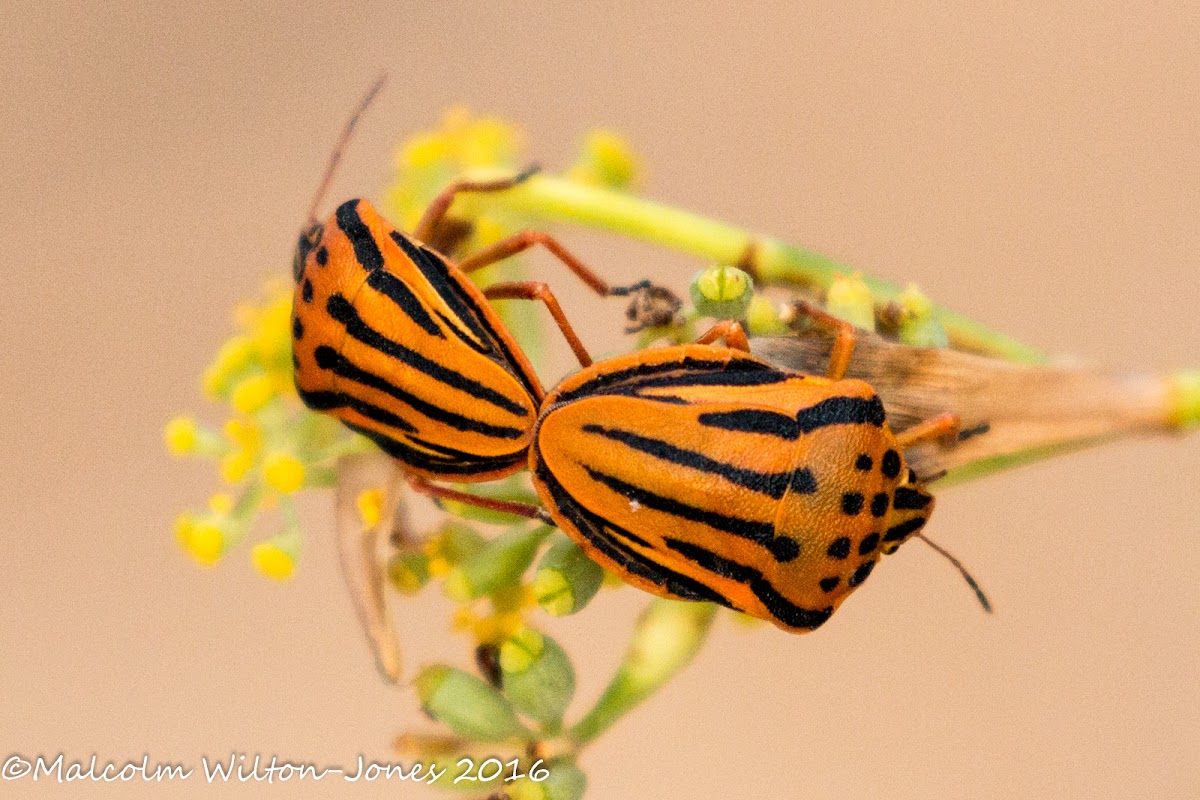 Mediterranean Striped Shield Bug