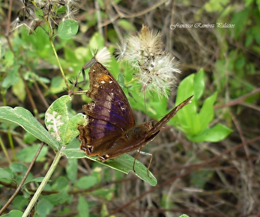 Pavon Emperor