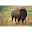 Buffalo Wallpapers Pictures HD Download on Windows