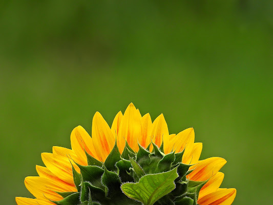 QUASI FOSSE IL SOLE di Drinaalina 