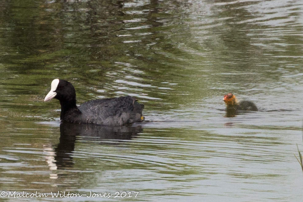 Coot; Focha Común