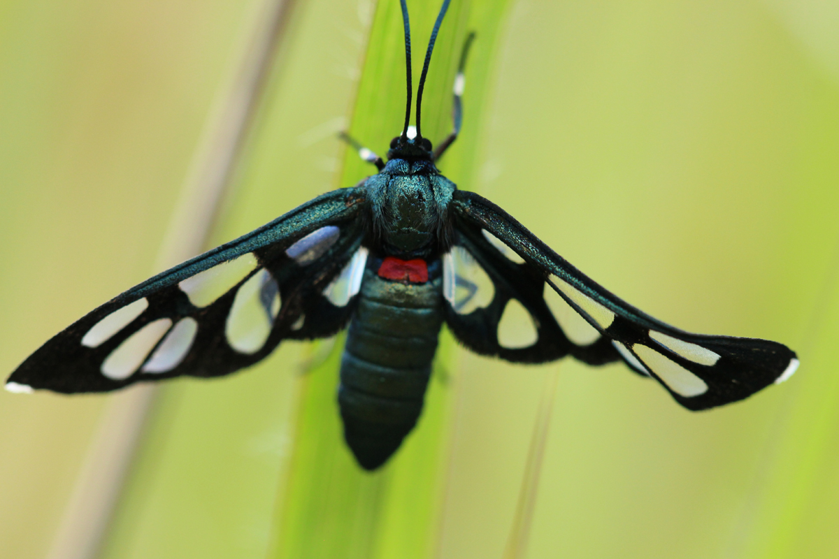 Amata Tiger Moth