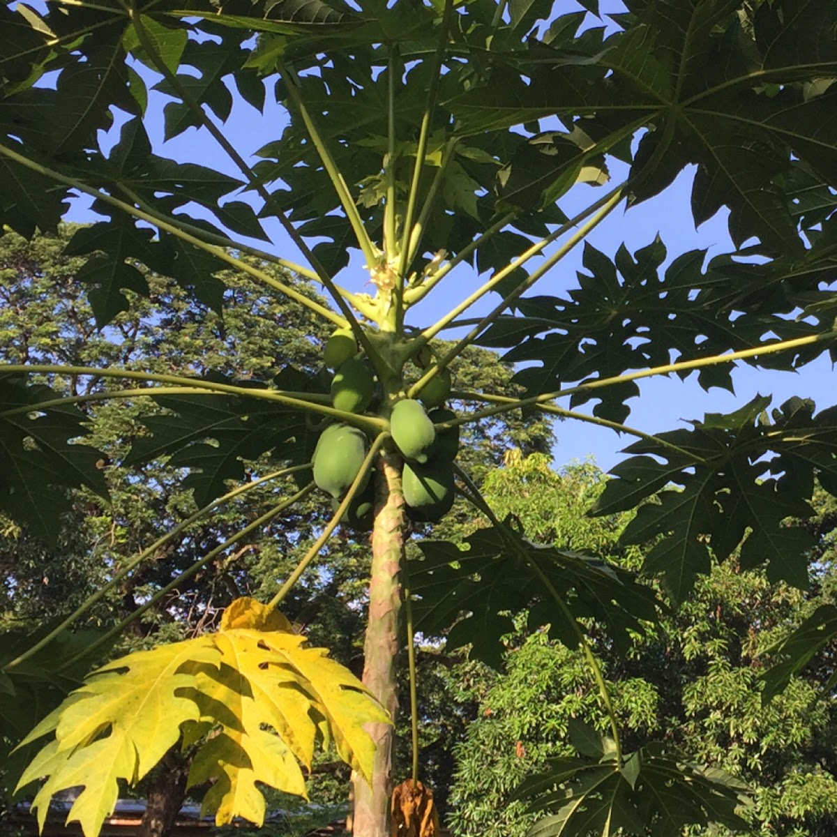 Papaya