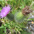 Spear Thistle