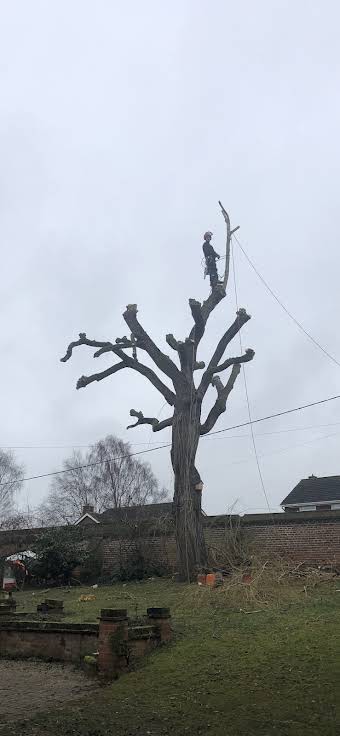 Tree surgery  album cover