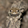 Gray Tree Frog