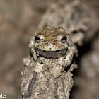 Gray Tree Frog