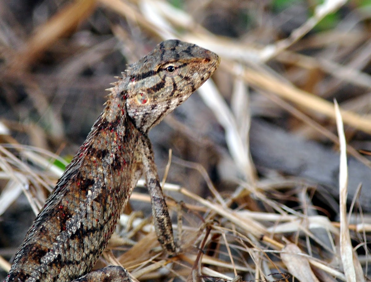 Garden Lizard