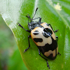 Cacicus pleasing fungus beetle