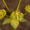 Euphorbia cheiradenia