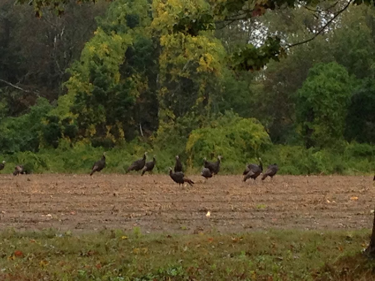 Wild Turkey