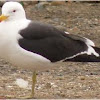 gaviota cocinera