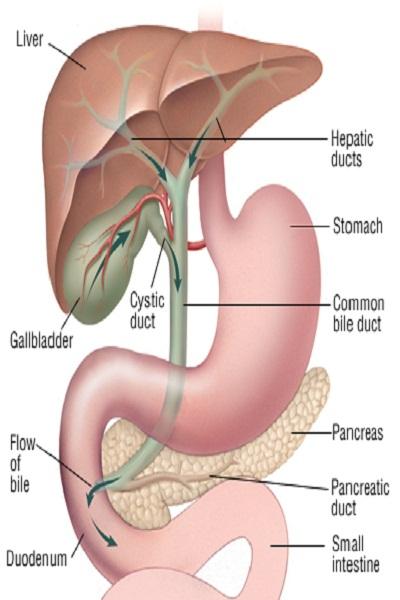 Android application Gallbladder cancer screenshort