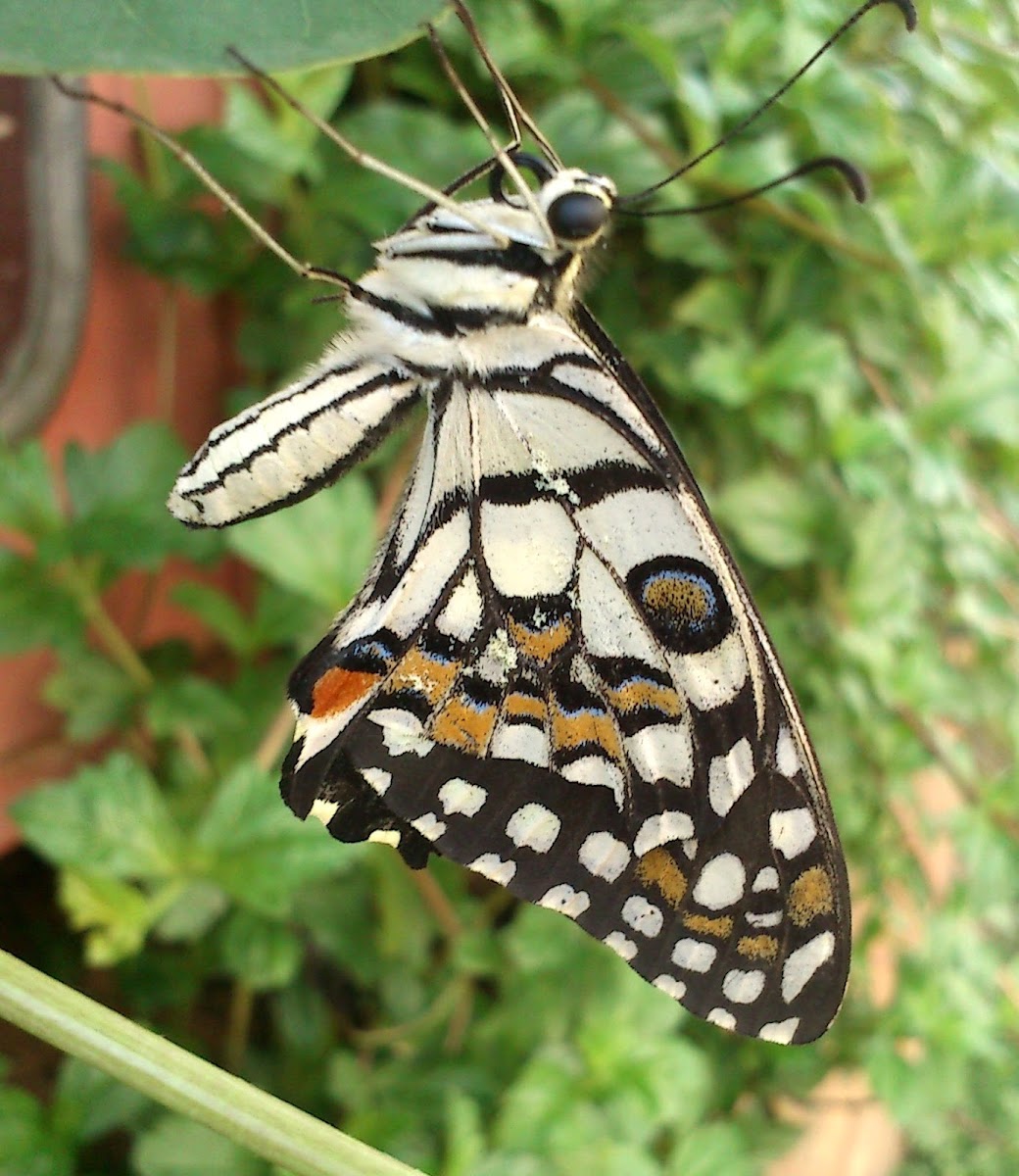 Lime butterfly