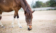 The horses add a magical element to the Baviaans Camino.
