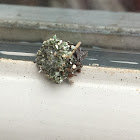 Junk Bug/Trash Bug/Lacewing Larva