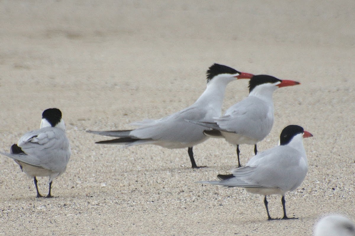 Caspian Tern