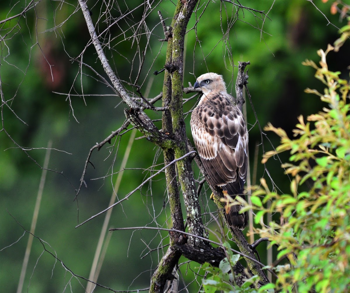 Eagle - Hawk Eagle Changeable