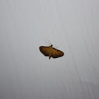 Crambid Moth