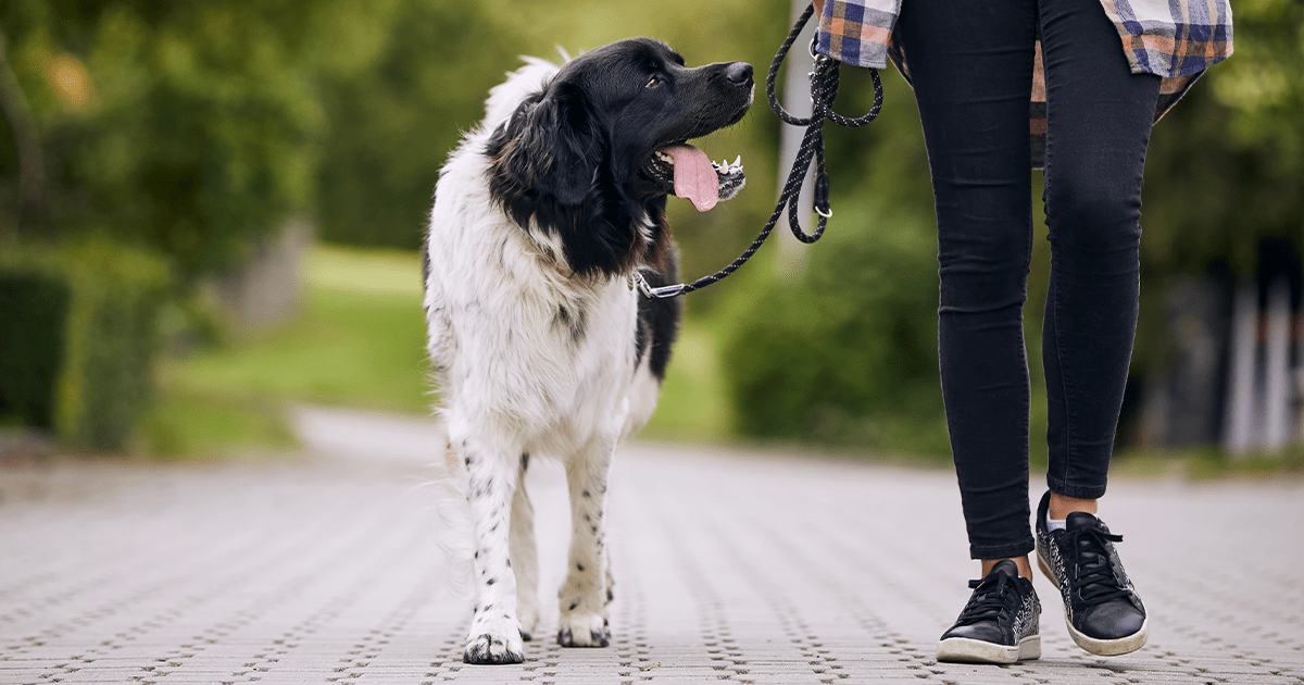 large dog lead walking