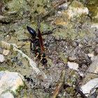 Black and yellow mud dauber