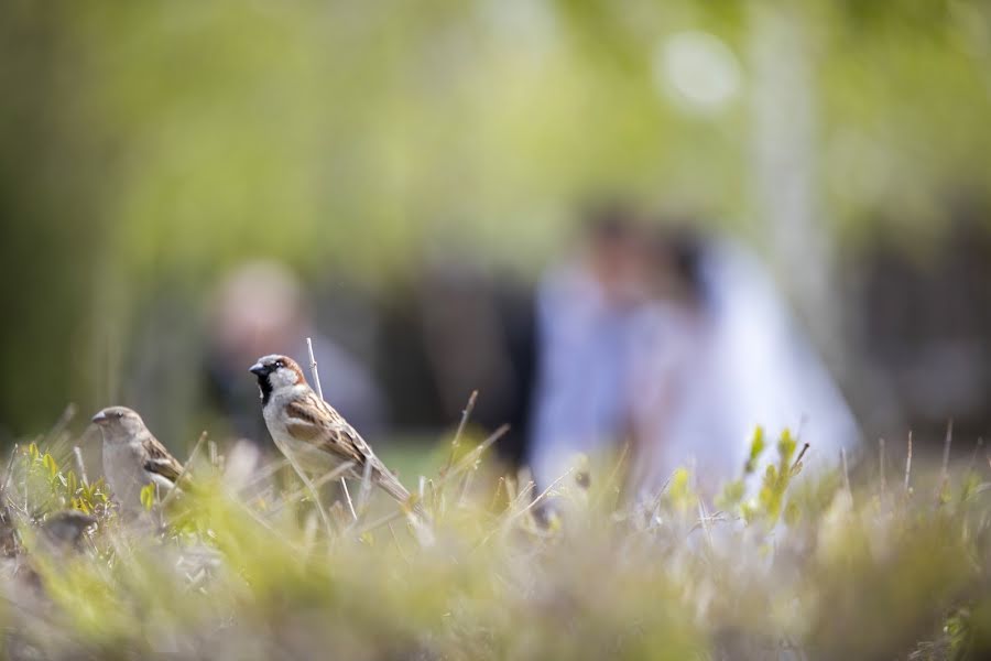 Jurufoto perkahwinan Anna Starovoytova (bysinka). Foto pada 3 April 2018