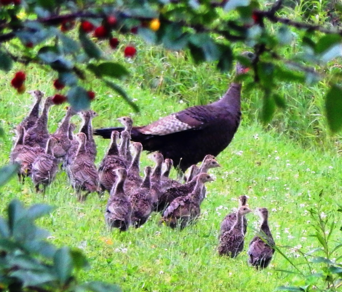 Wild Turkey (20 chicks)