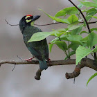 Coppersmith Barbet