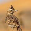 Malabar Lark