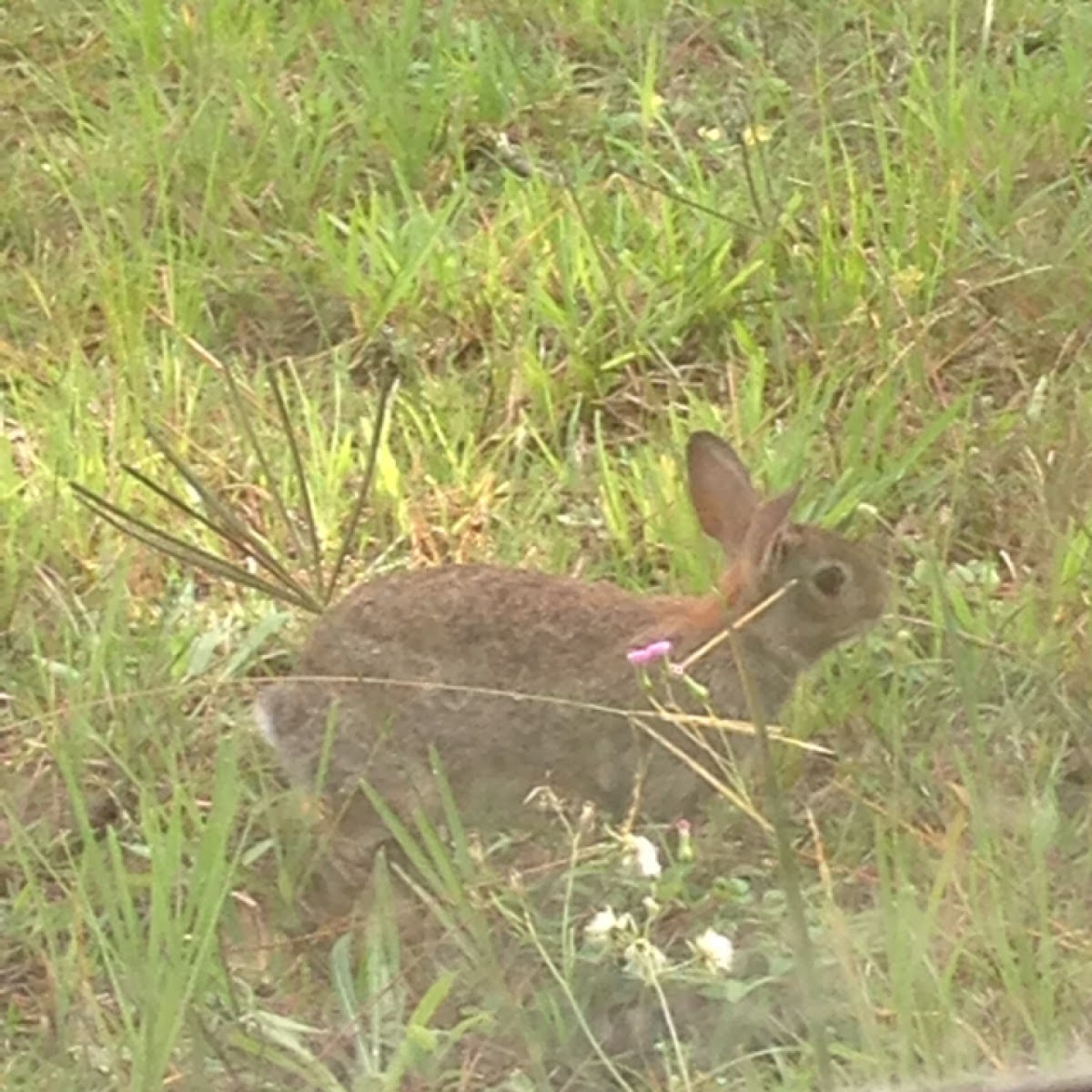 Eastern Cottontail rabbit