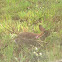 Eastern Cottontail rabbit