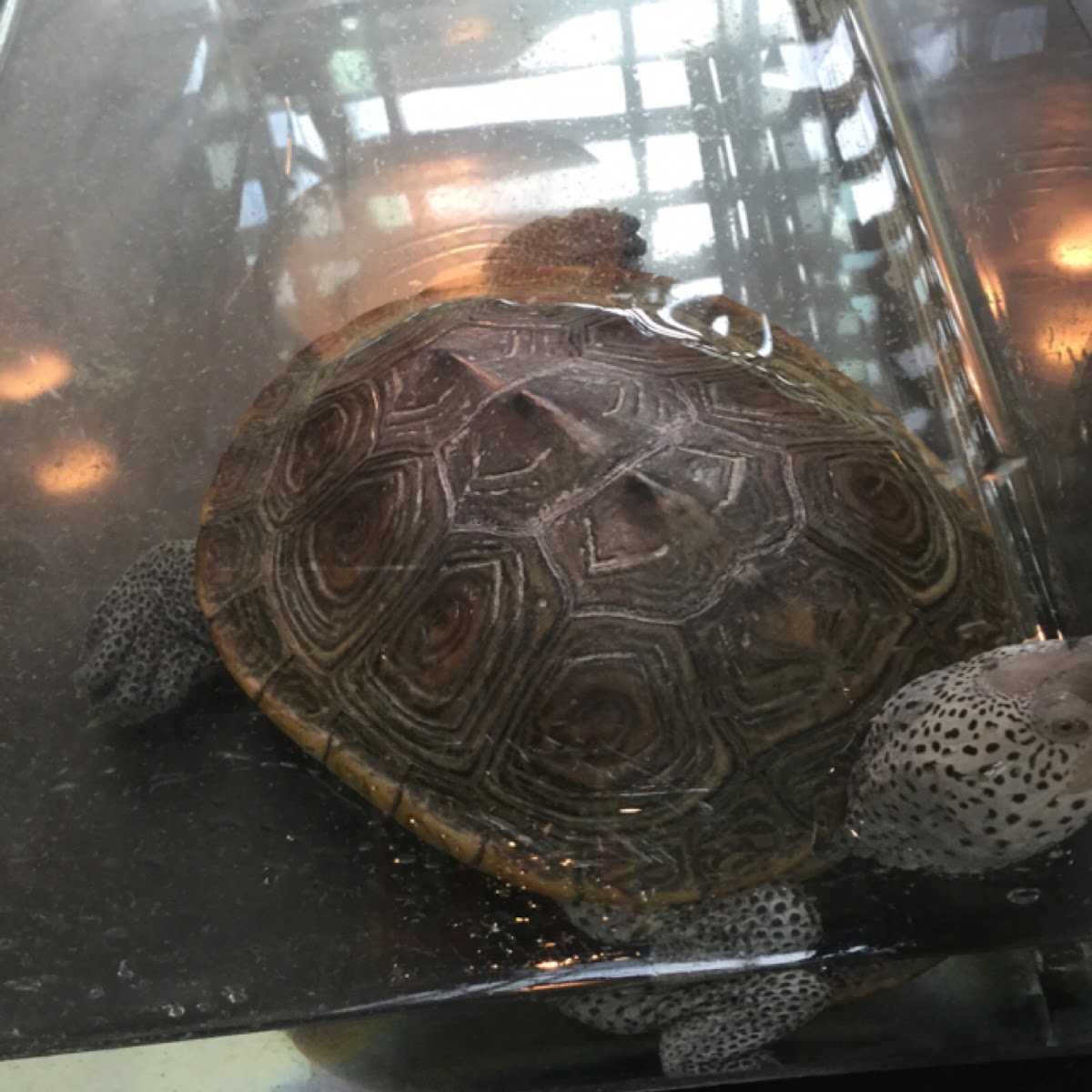 Diamondback Terrapin