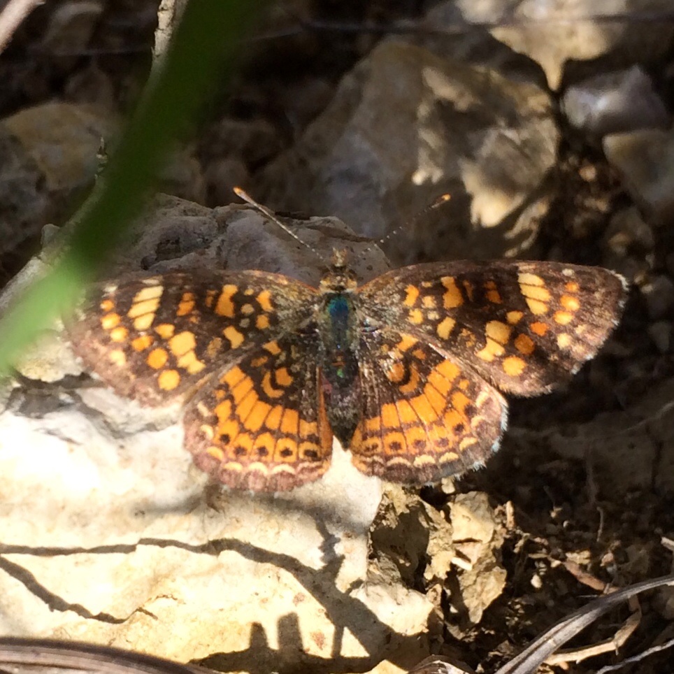 Pearl Crescent