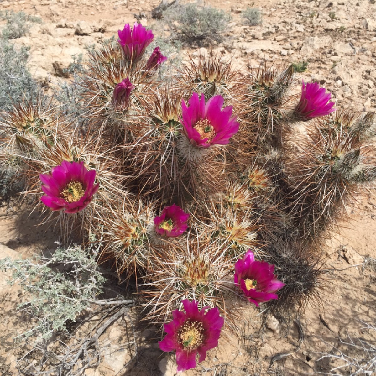 Hedgehog Cactus