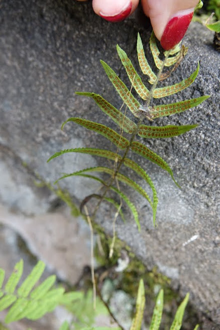 Ботанический сад на Бали (Bali Botanic Garden) 9LEqq1CgG-p_PnGUOjzDm4NvTvyKsTxcCO1LA3iVLDcdI8NTNskRvhtzbGMWFA4YLmUigdR2QkswGghjWq4L10IeDrJmcwJ7LrONnYdC0OPSps8_NJQTvNXZpfYhT0HBq3JzACh4406FkJv5Jz9f8RcLj-P2I8TzcrC74iPSoHbARAIIjrwjn79pAiiO15DbWeQxd7r0kypxr3t_s3F023nlxy1vnDZzq6Cc7Mvh9LtIjj7ikMGFNABhjwoGQUXzTb2DxgNnIqFfbAPha4fOet2EFi1ZszpUaKeXp6ITT_5UIWVLd6yZ_FqxHa6N3eI6jgN-X-a0WTsWT9lp0vznbgmg66PQtAWCxc3yWEYOvBFhWNDEIHEnajtdsA2NaWt2QNE1RpiY2Y_KkIvF6949HuhmqVfzFtua3ZcFLQPTtMQ99f9n8eNuT8pvwGBXH8lHCD_a6gZqUBhmZGIA7FuMA8jXlioU4YR4DVGzrFJvz1DBcjGY4Ak1Gxkm-NLeDK_P7i7XH0mNDjXBqjTqgvg7CAkD9W1d4p5jtEC1sdHn_kMVW0v3ccFMpSlTKmFyJ51BAbgeSF8lf5AFDBI8nDcD36gSVpHawT3c71w6-FIh=w440-h659-no