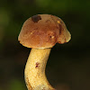 Dotted Stem Bolete