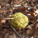 Osage Orange