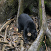 Sun bear