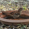 brown thrasher