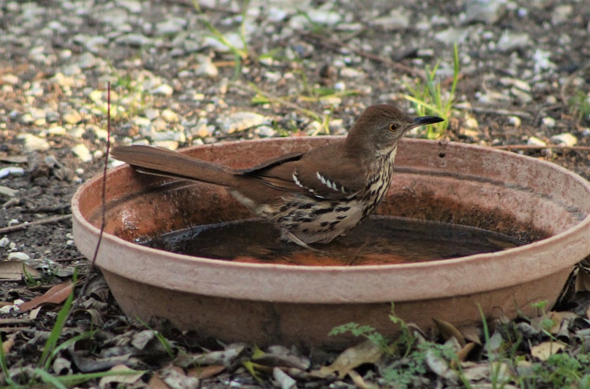 brown thrasher