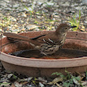 brown thrasher